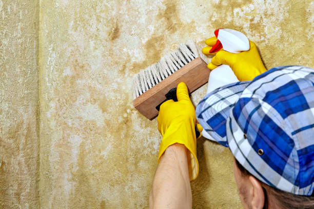 Professional Mold Removal in Northfield, IL