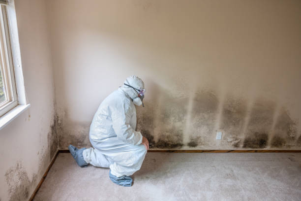 Asbestos and Lead Testing During Mold Inspection in Northfield, IL